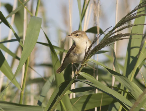 Indian warbler sitting on a branch cane. — Stock Photo, Image
