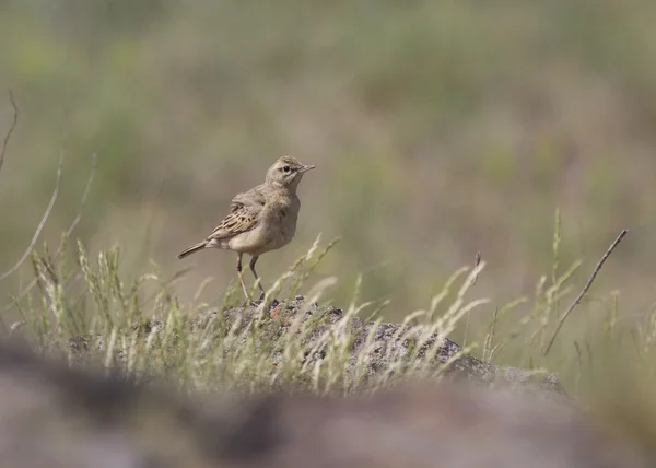 Tawny Pipit in rocky steppe. — Stock Photo, Image