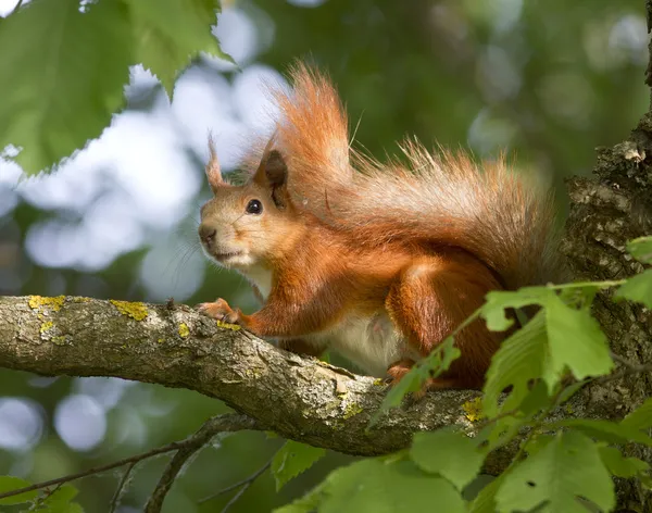 Eichhörnchen sitzt auf einem Baum. — Stockfoto