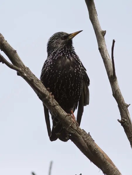 Starling comum sentado em um ramo morto . — Fotografia de Stock