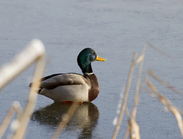 Een mannelijke mallard duck zittend op het ijs. — Stockfoto