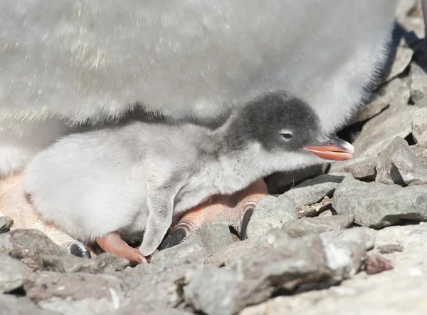 Gentoo penguin chick nyligen kläckts. — Stockfoto