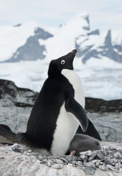 Weibchen adelie pinguin mit küken. — Stockfoto
