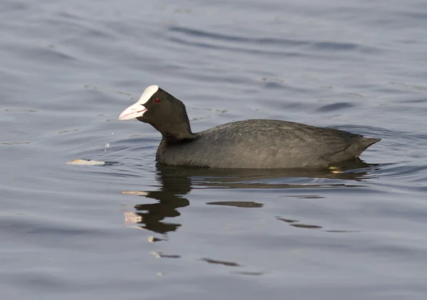 Coot che mangia dall'acqua . — Foto Stock