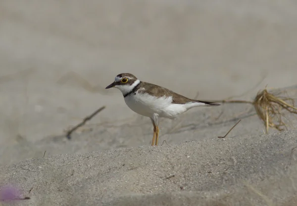 Lite större strandpipare stående på sand. — Stockfoto