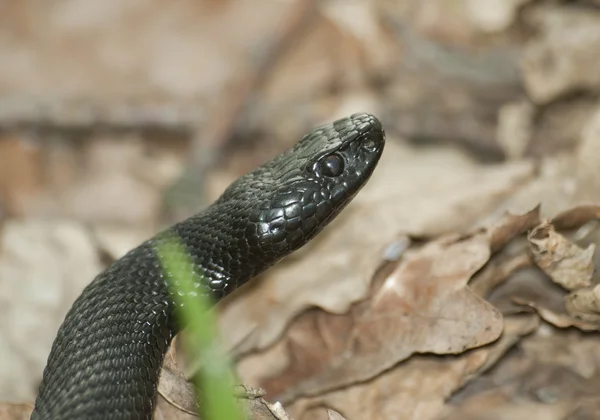 Retrato de Nicholas Viper . — Foto de Stock