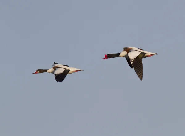 Voando a fêmea e a fêmea Common Shelduck . — Fotografia de Stock