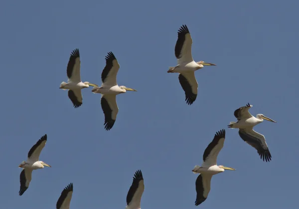 Uno stormo di pellicani rosa che volano nel cielo . — Foto Stock