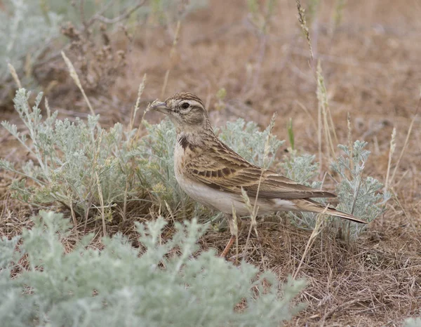 Meer korte Kortteenleeuwerik in de steppe. — Stockfoto