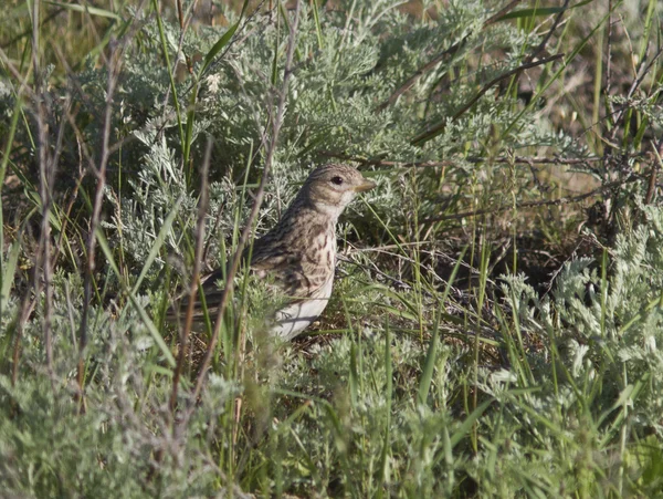 Lark de dedos cortos en la estepa de pastizales . — Foto de Stock