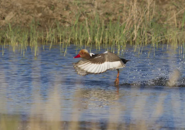 Il maschio dalla cresta rossa Pochard che entra dal lago . — Foto Stock