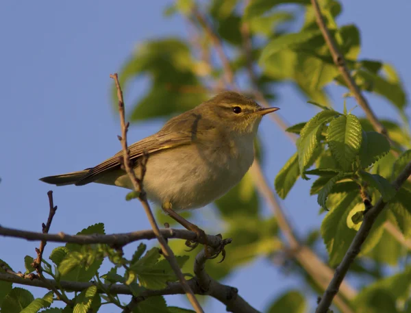 Willow Warbler male sitting on a tree branch. — Stock Photo, Image