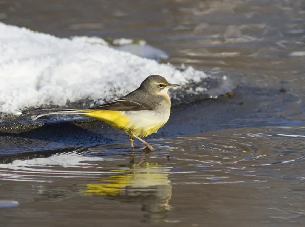 Grey Wagtail on the winter ice-stream. — Stock Photo, Image