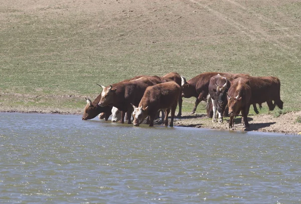 Kalmyk breed bulls on watering. — Stock Photo, Image