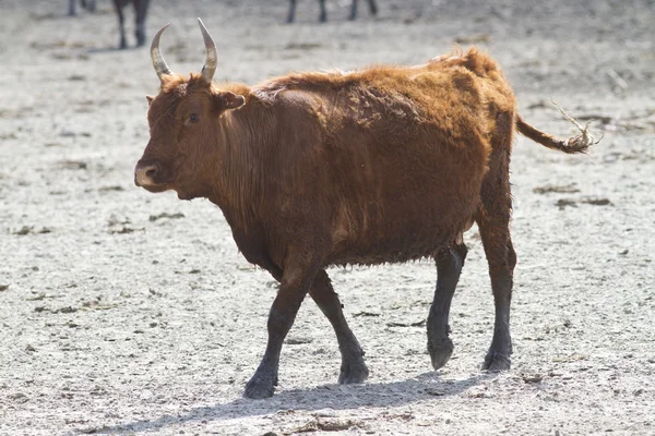 Kalmyk breed cow walking along the shore. — Stock Photo, Image