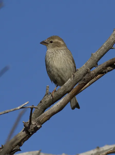 Gorrión español hembra sentado en un árbol . —  Fotos de Stock