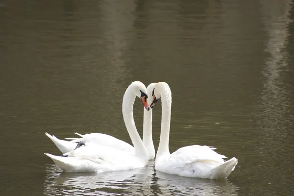 Tre cigni muti sul lago . — Foto Stock