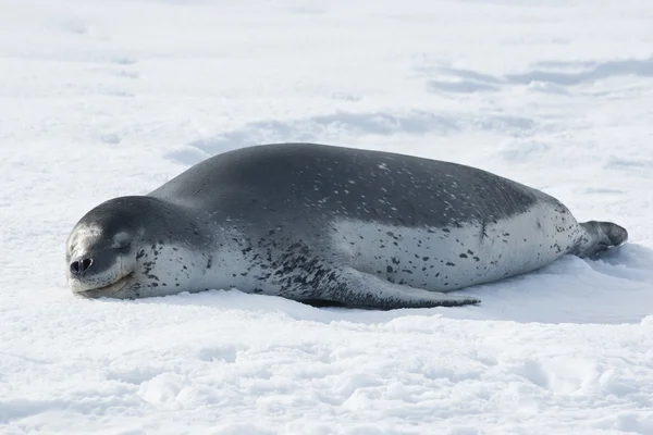 Phoques léopards reposant sur la glace . — Photo