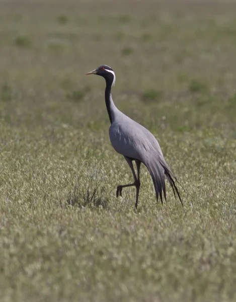 Steppenkranich in der Steppe. — Stockfoto