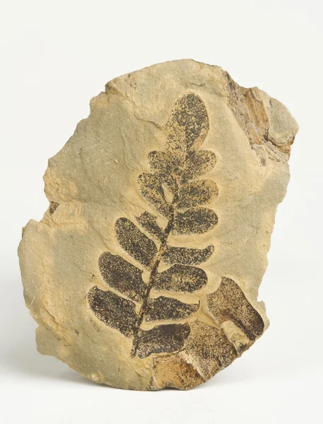 Carboniferous plants imprint. — Stock Photo, Image