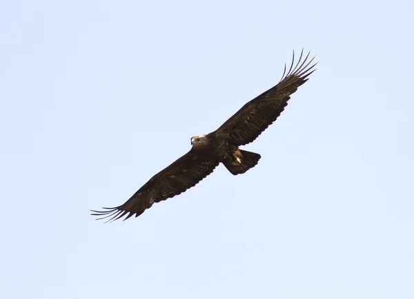 Steppe Eagle soaring over the steppe-1. — Stock Photo, Image