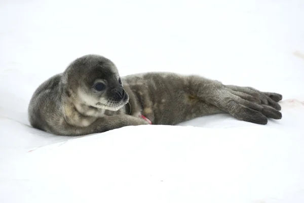 Filhotes de foca Weddell na neve . — Fotografia de Stock