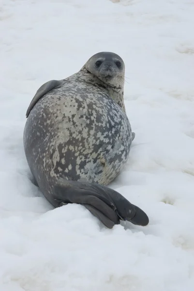 海豹在冰上休息. — 图库照片