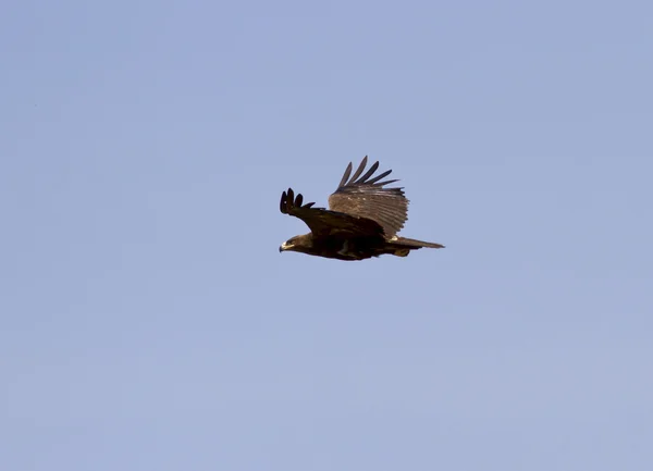 Steppe Eagle soaring over the steppe. — Stock Photo, Image