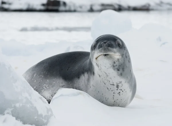 Le léopard qui regarde à travers la glace . — Photo