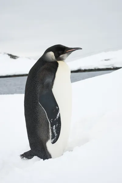 年轻的帝企鹅站在雪上吗?冬季的一天. — 图库照片