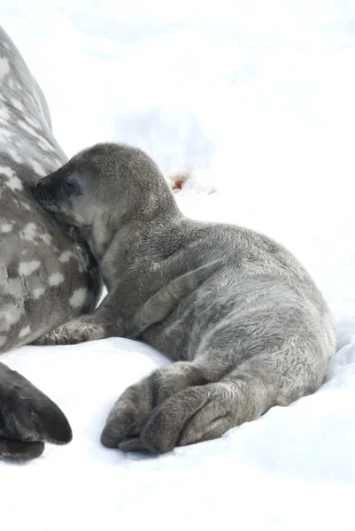 Weddellovo seal PUP mléka kojící. — Stock fotografie