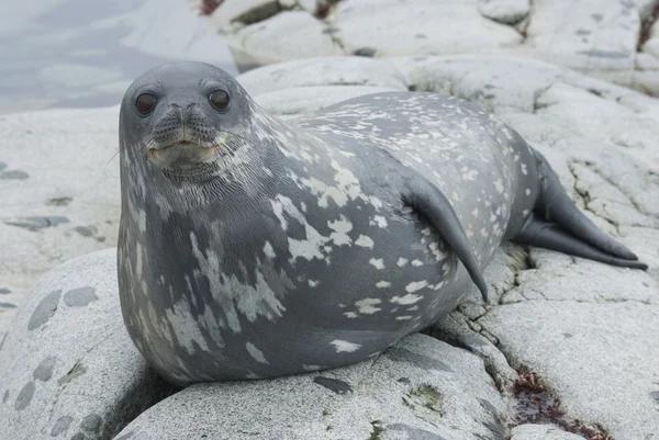 ウェッデルアザラシの島の岩の上. — ストック写真