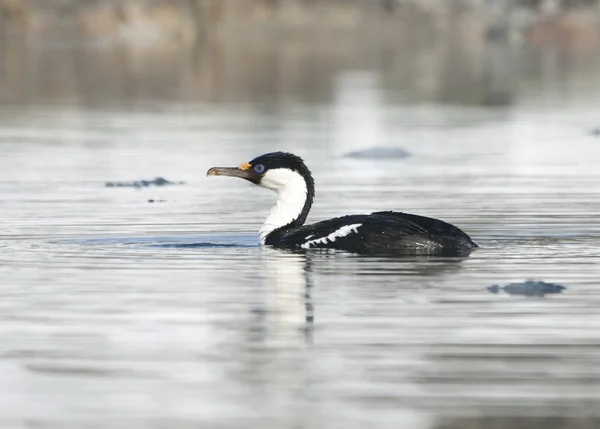 Antarktické Kormorán modrooký plovoucí na vodě. — Stock fotografie