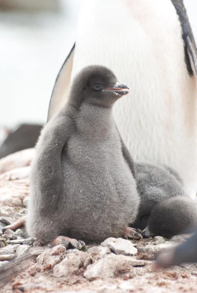 Downy AdXolie pingouin poussin dans le nid . — Photo