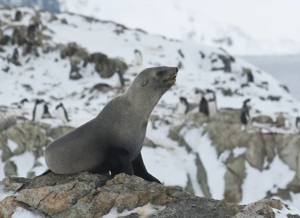 Sello de piel subantártica en una roca . — Foto de Stock