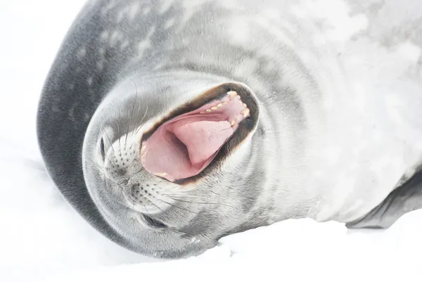 ウェッデルアザラシあくび人. — ストック写真