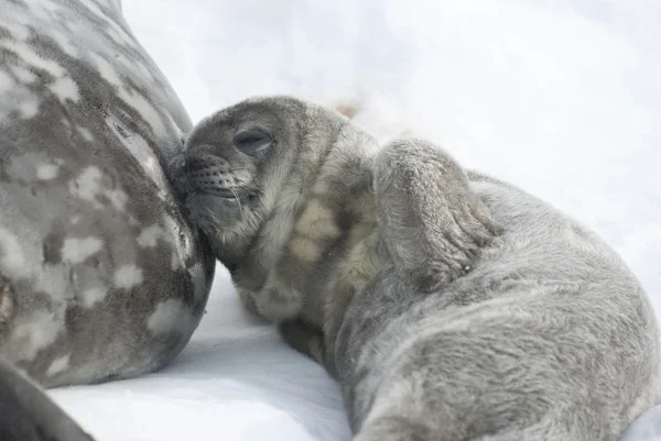 Cachorros de foca Weddell descansando después de una comida . —  Fotos de Stock