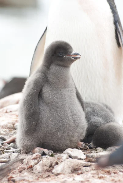 Downy Adеlie penguin chick in the nest. Stock Photo