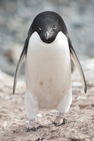 Pingouin Adélie mâle dans la colonie . Photo De Stock