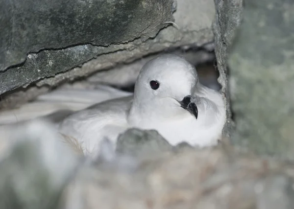 Snow petrel in the nest among rocks. — Stock Photo, Image