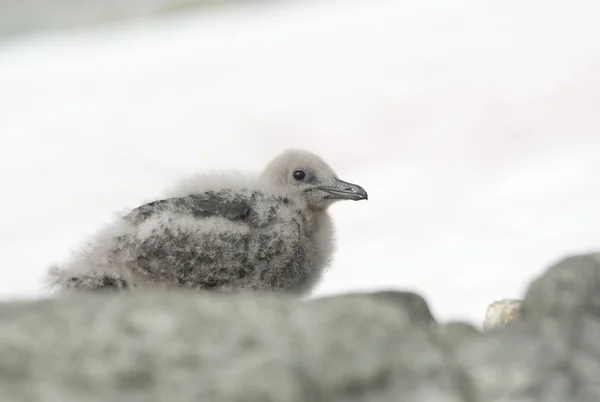 Donzig chick zuiden polar jager. — Stockfoto