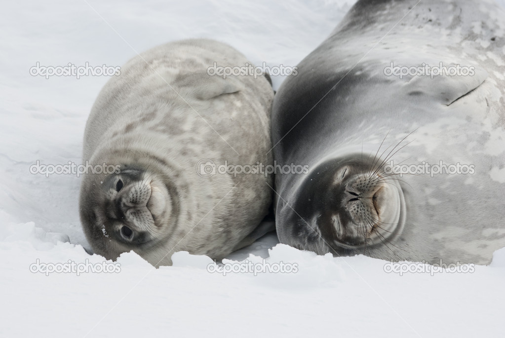 Female and baby Weddell seal lying in the snow.
