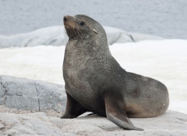 Male fur seal sitting on a rock on the coast. clipart