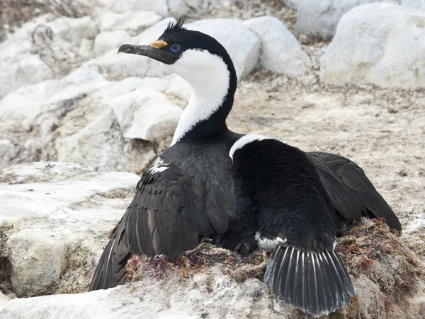 Ailes de cormoran aux yeux bleus de l'Antarctique couvrant le nid . — Photo