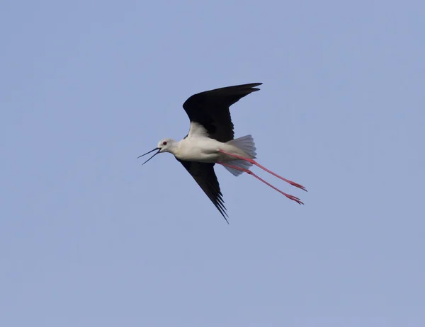 Stilt de asas pretas ansioso voando sobre o lago . — Fotografia de Stock