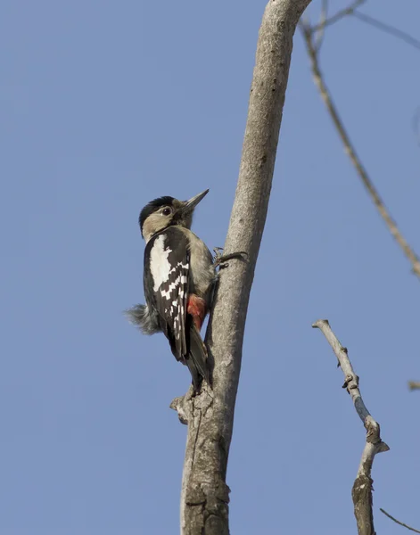 Female Syrian Woodpecker sitting on a dry branch of poplar. — Stock Photo, Image
