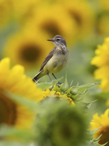Female yellow wagtail sitting on the field — Stock Photo, Image
