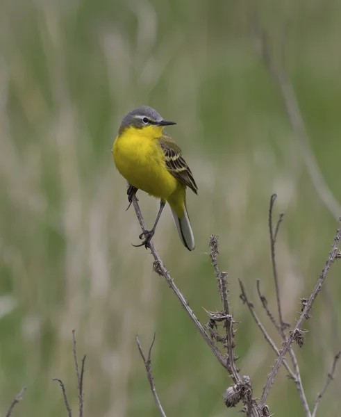 Mannelijke gele kwikstaart zittend op een dode tak van gras. — Stockfoto