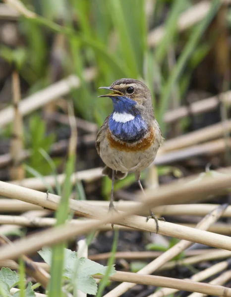 Männliche weiße Blaukehlchen singen auf einem Astrohr. — Stockfoto