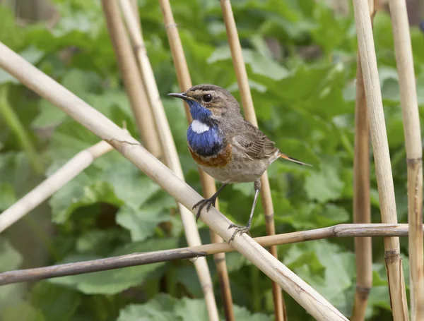 Male white starry Bluethroat sits on a branch cane. — Stock Photo, Image
